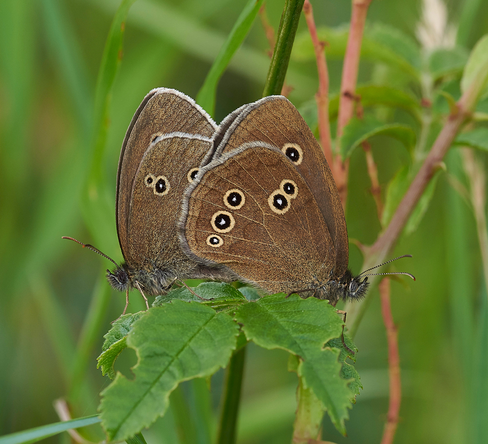 Ringlet300617-1