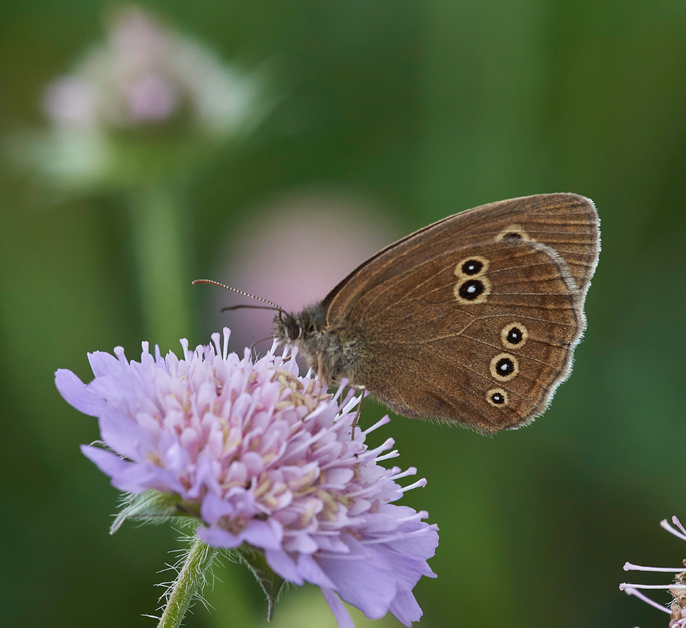 Ringlet300617-2