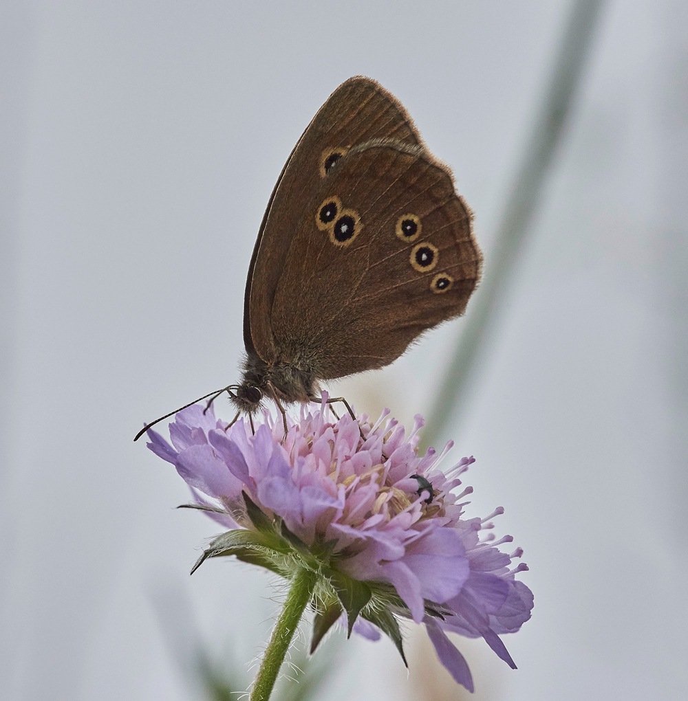 Ringlet300617-3