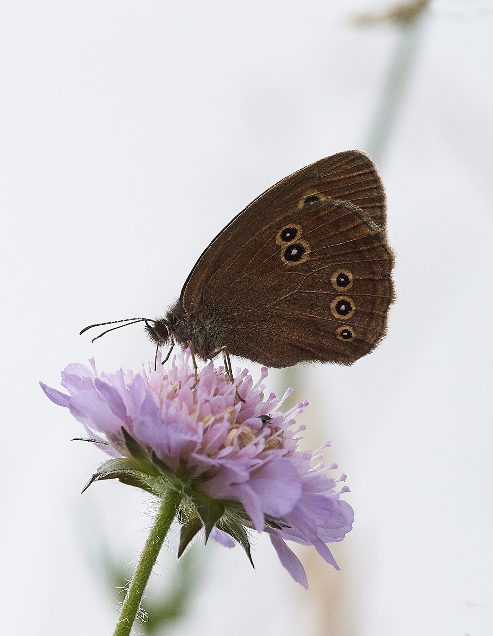 Ringlet300617-4