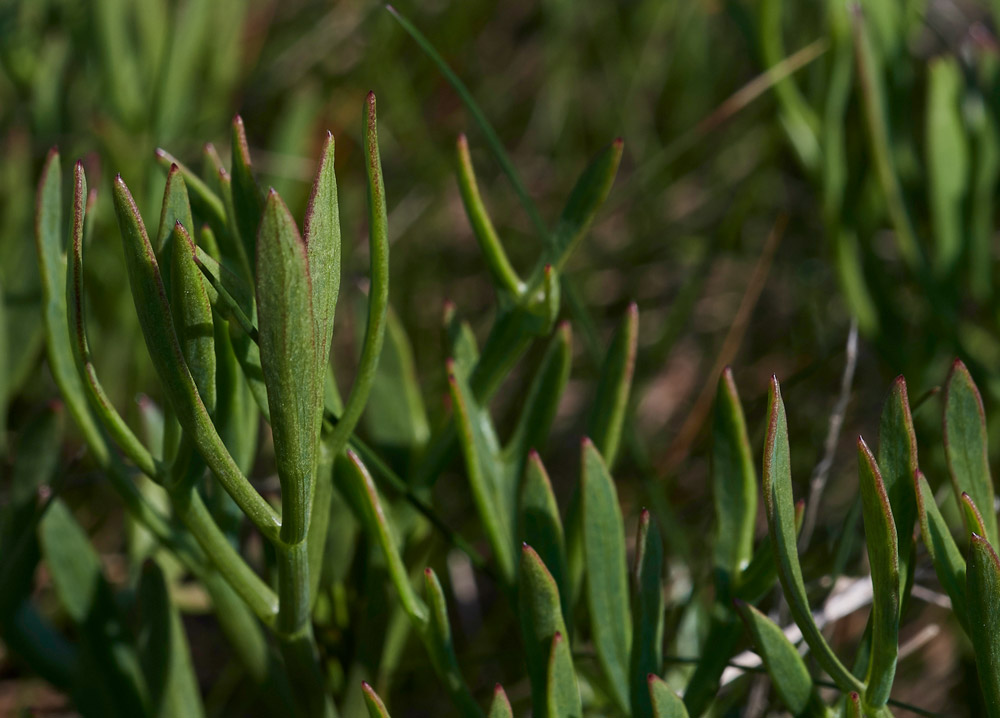 RockSamphire3004171