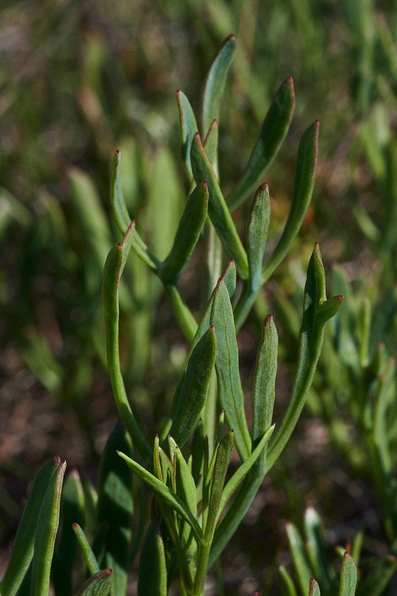 RockSamphire3004172