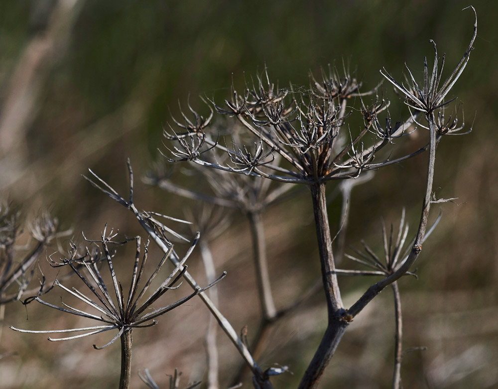 RockSamphire3004174