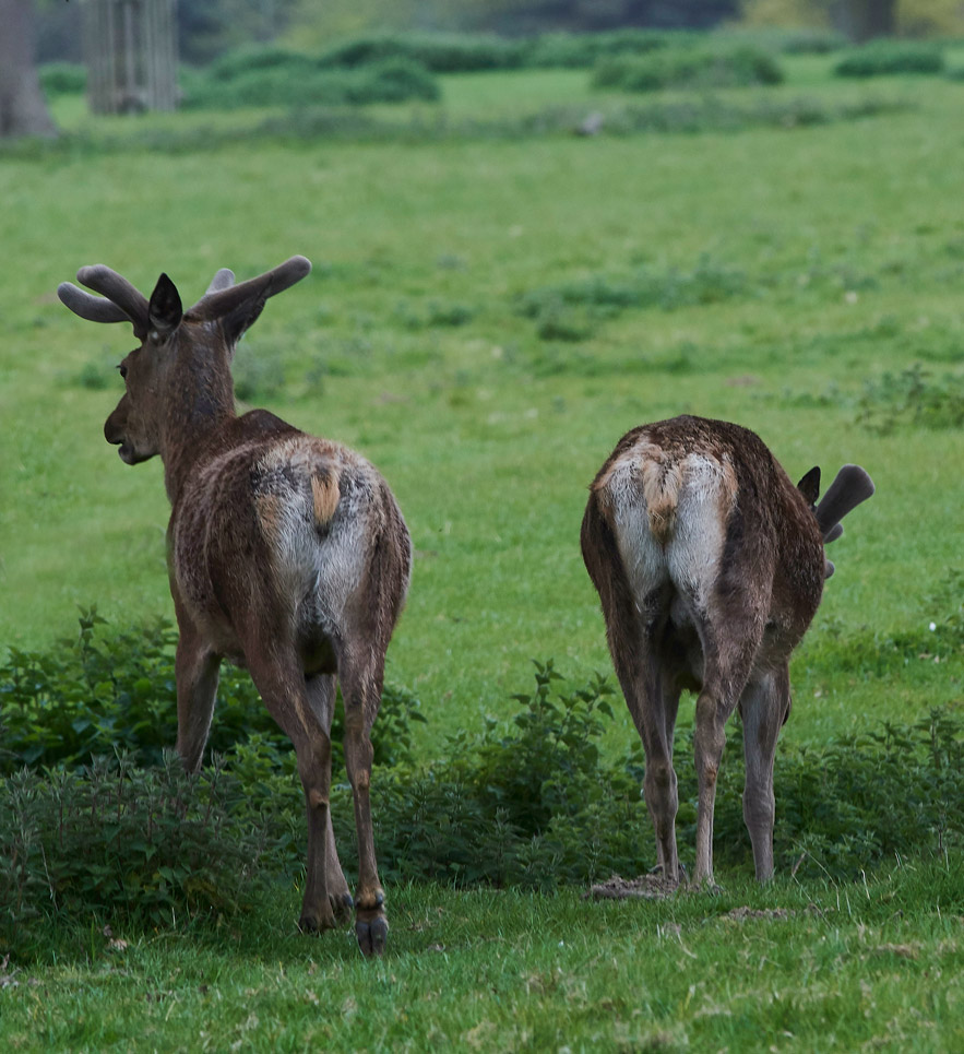 RoeDeer0705174