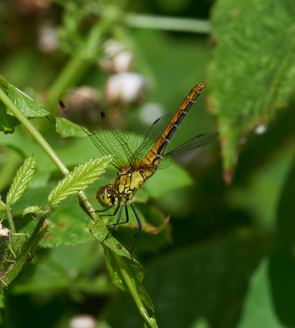 RuddyDarter240617