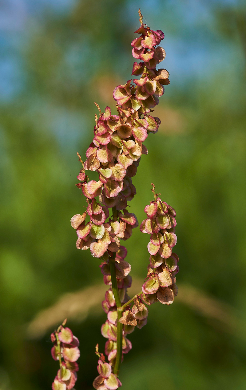 Rumex170617-1