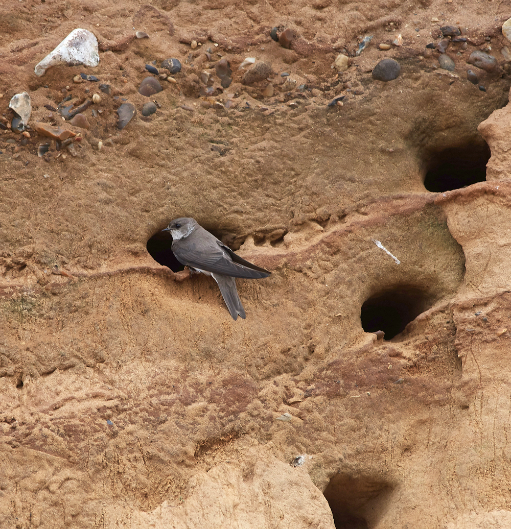 SandMartin030717