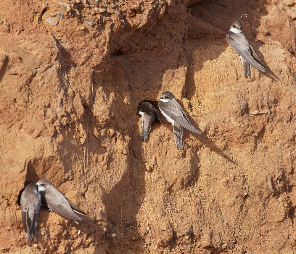 SandMartin10517-1