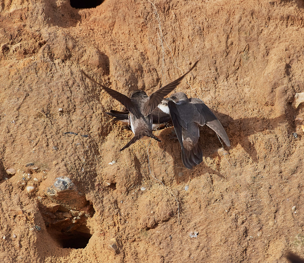 SandMartin210517-2