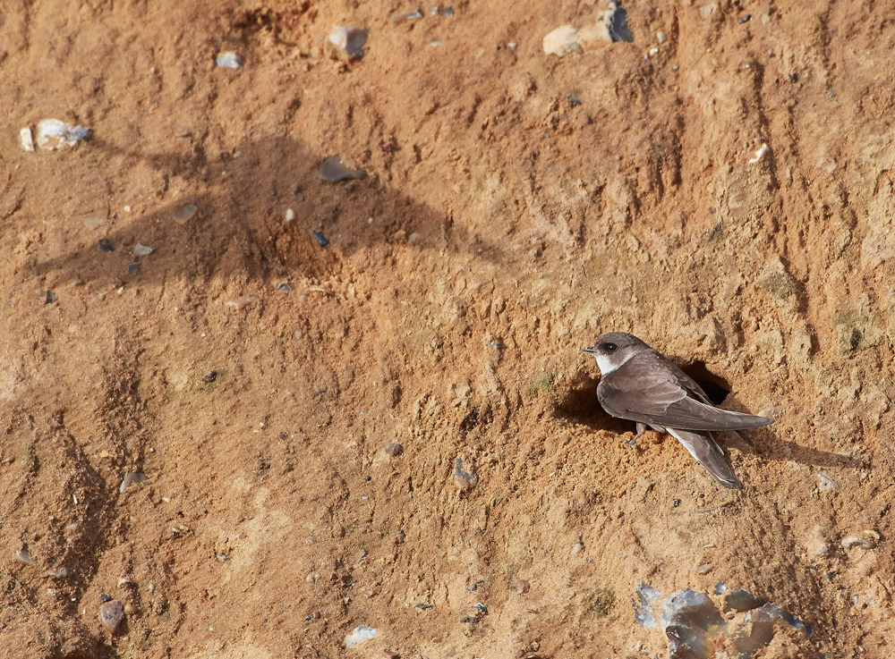 SandMartin210517-3