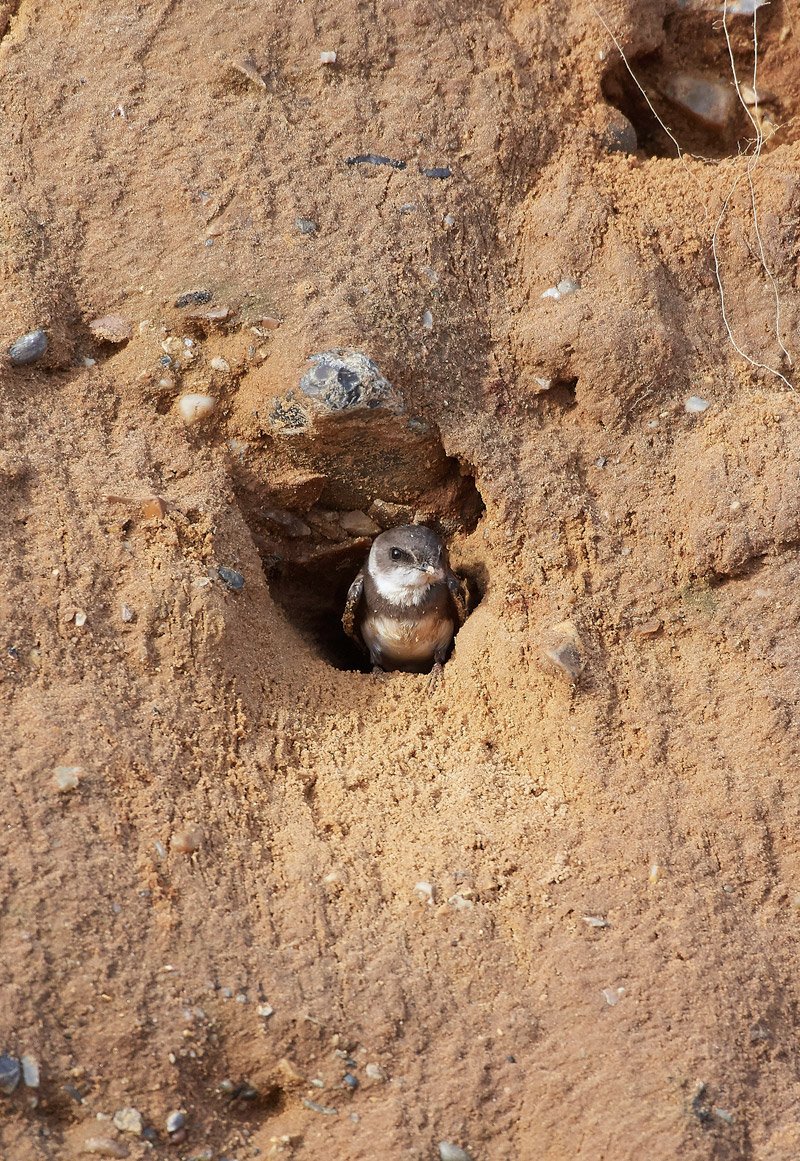 SandMartin210517-4