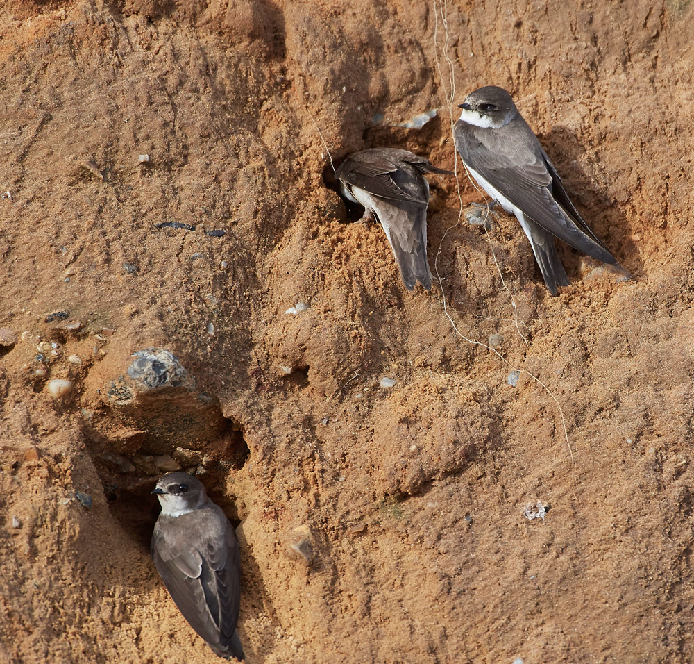 SandMartin210517-5