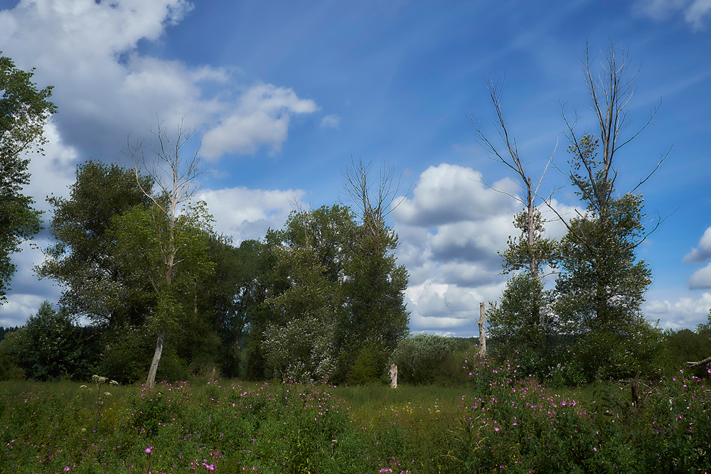 SantonDownham050817-2