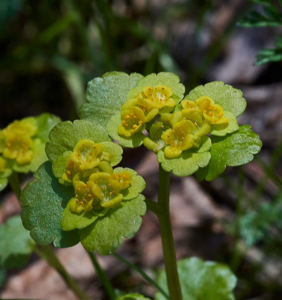 Saxifrage05171