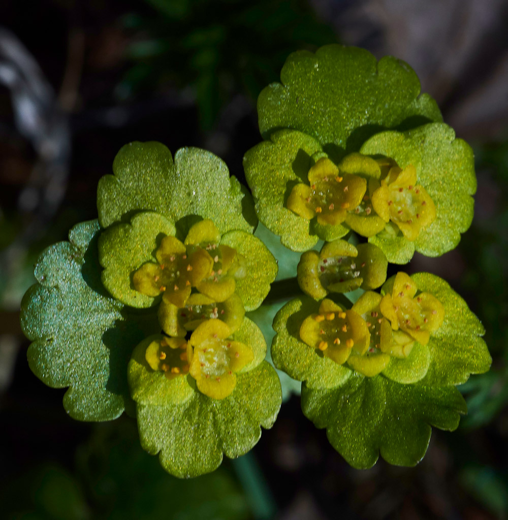 Saxifrage05172