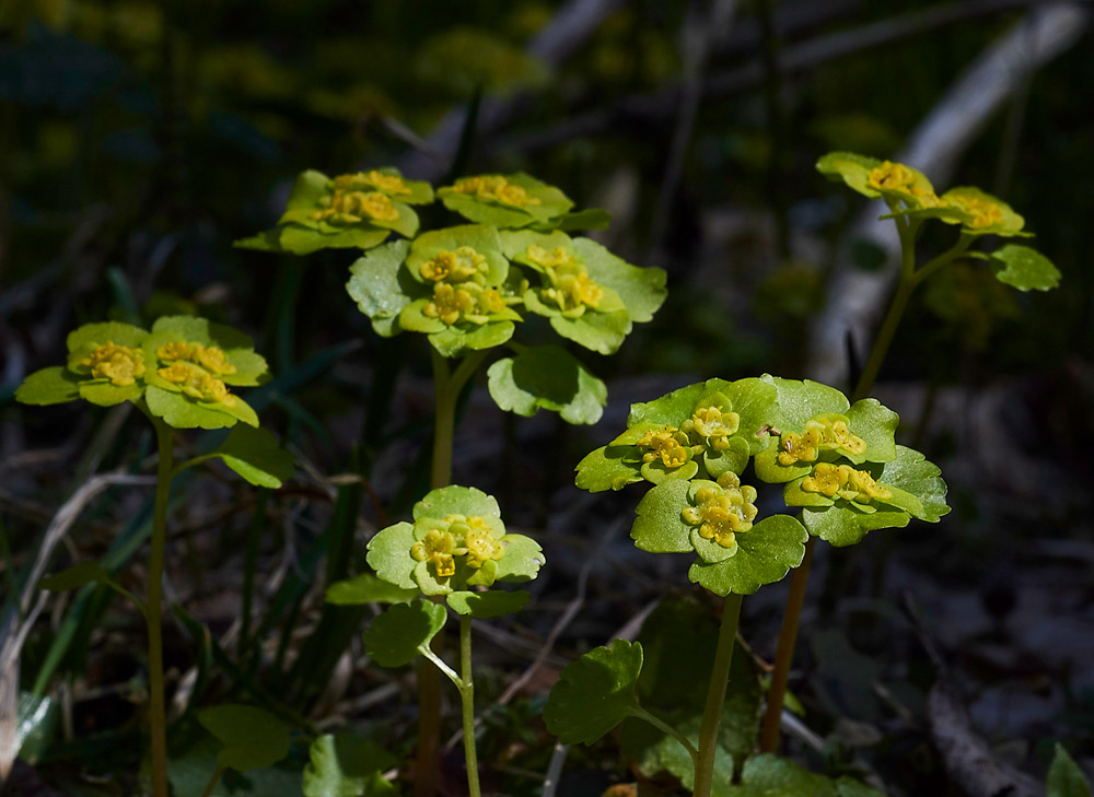 Saxifrage05174