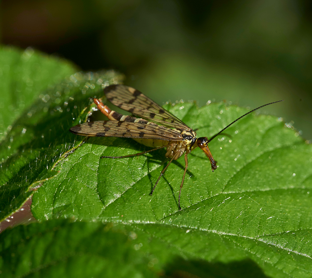 ScorpionFly040617