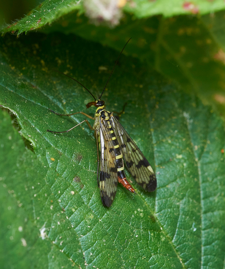 ScorpionFly240617-1