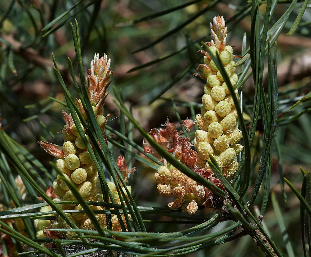 Scot&#39;sPine220517-1