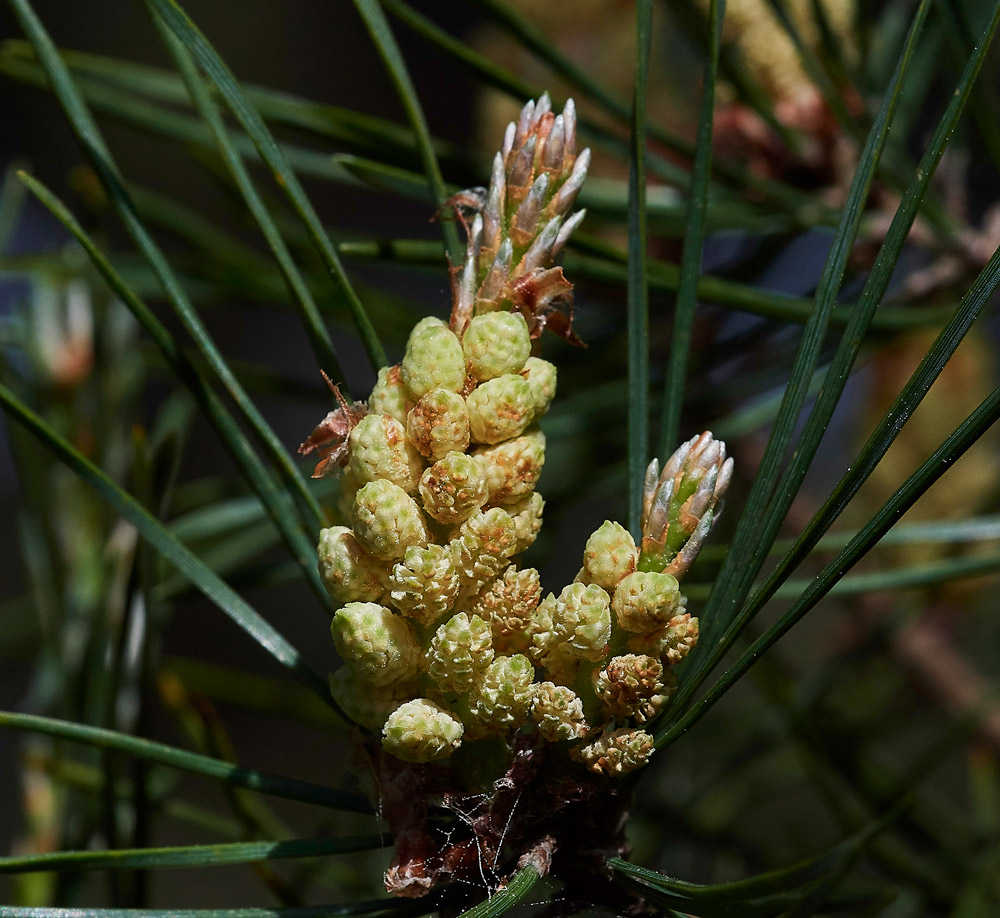 Scot&#39;sPine220517-2