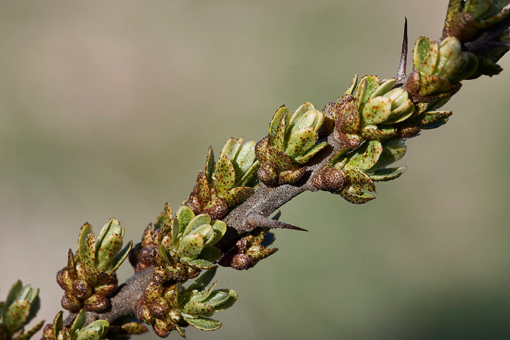 SeaBuckthorn05171