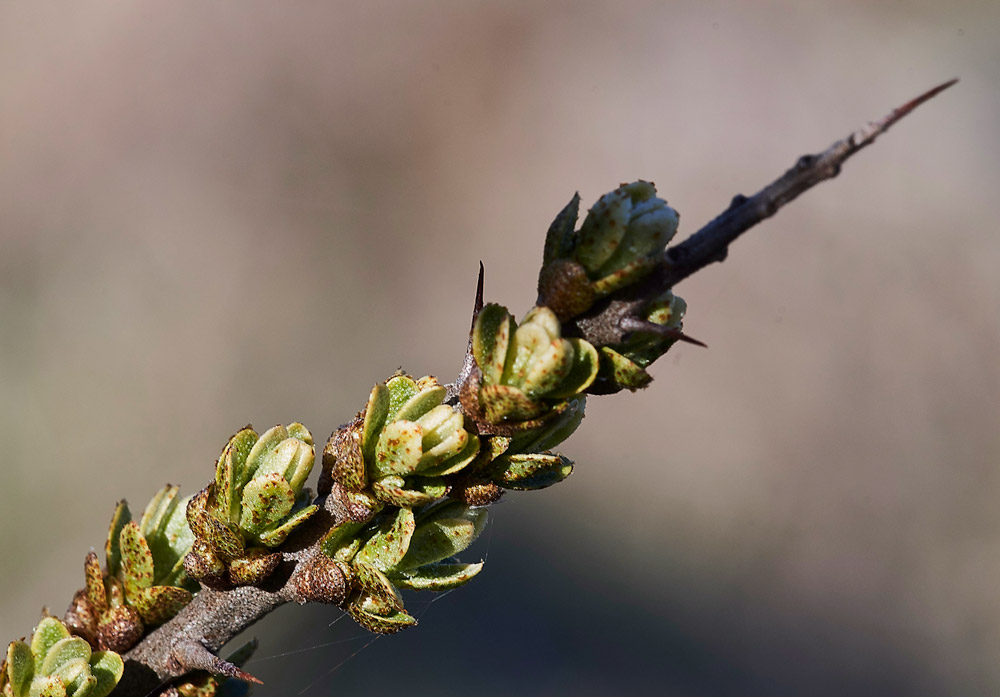 SeaBuckthorn05172