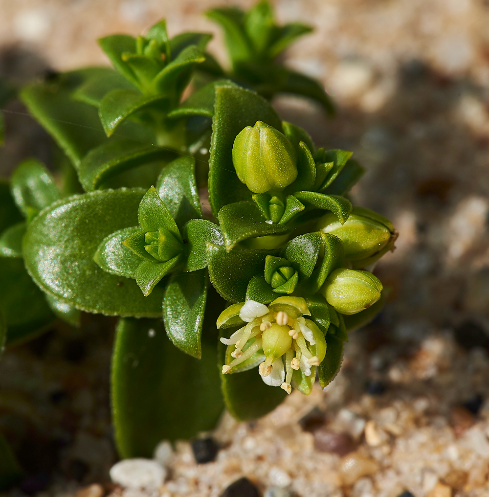 SeaSandwort150617-1