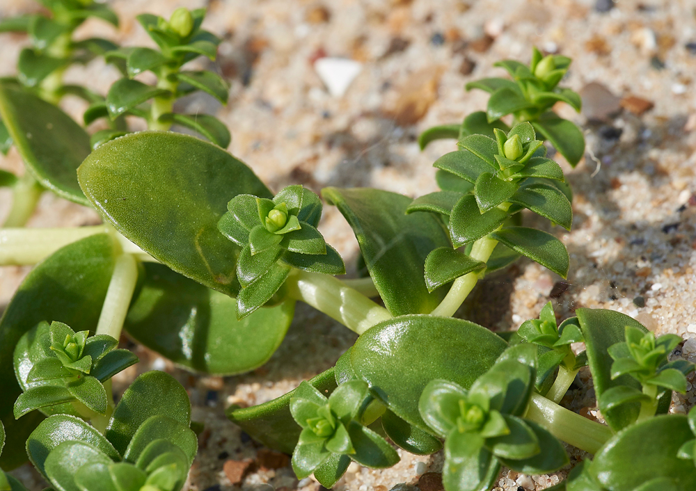 SeaSandwort150617-2