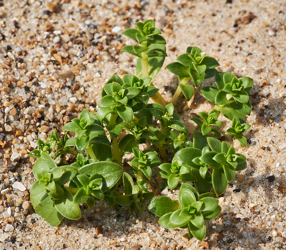 SeaSandwort150617-3