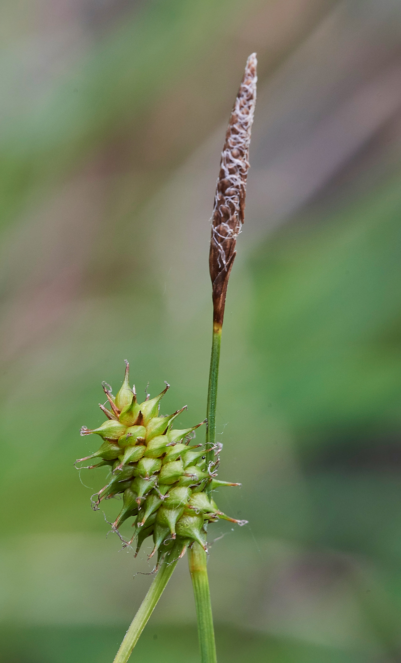 Sedge139617