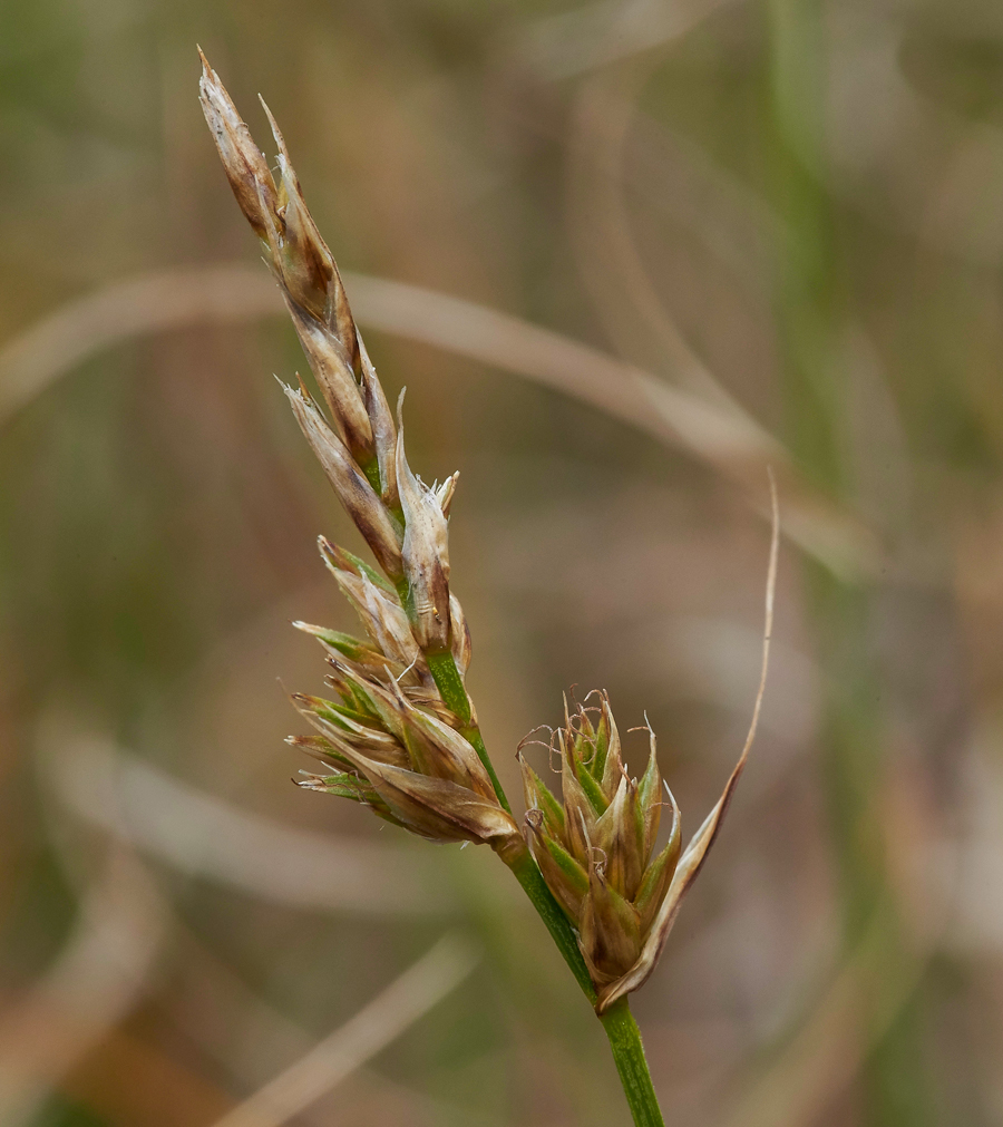 Sedge200617-1