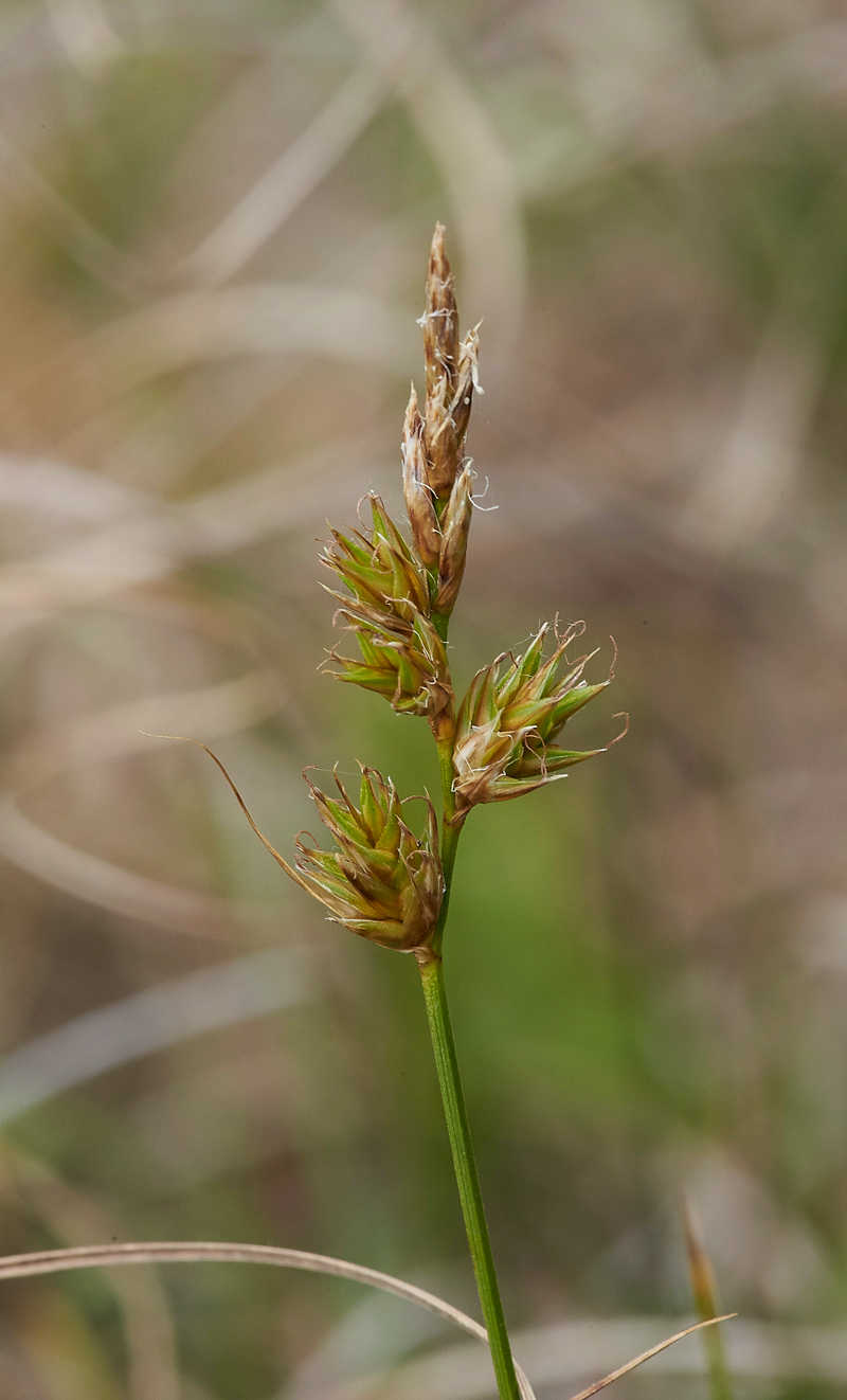 Sedge200617-6