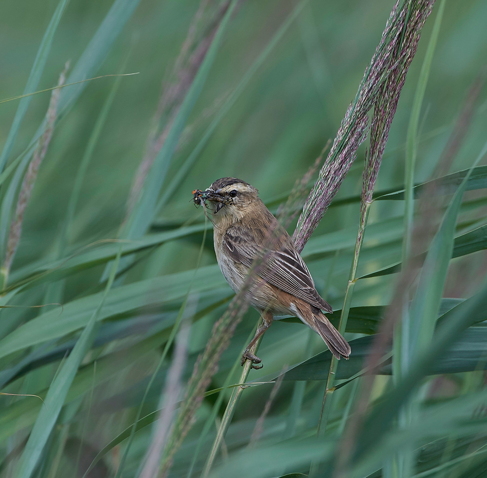 SedgeWarbler270717-2