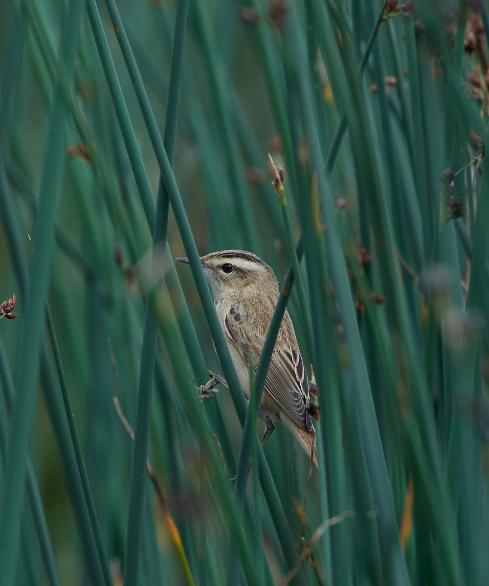 SedgeWarbler270717-3