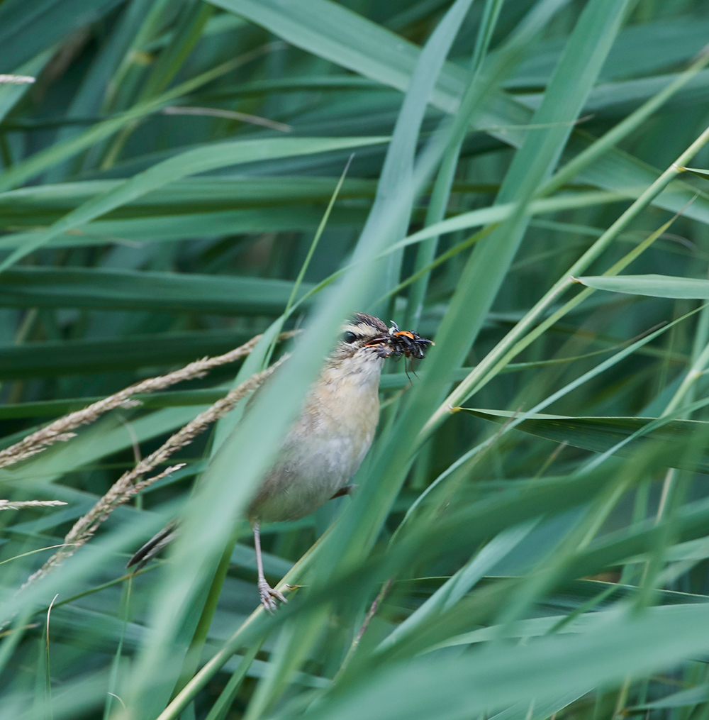 SedgeWarbler270717-4