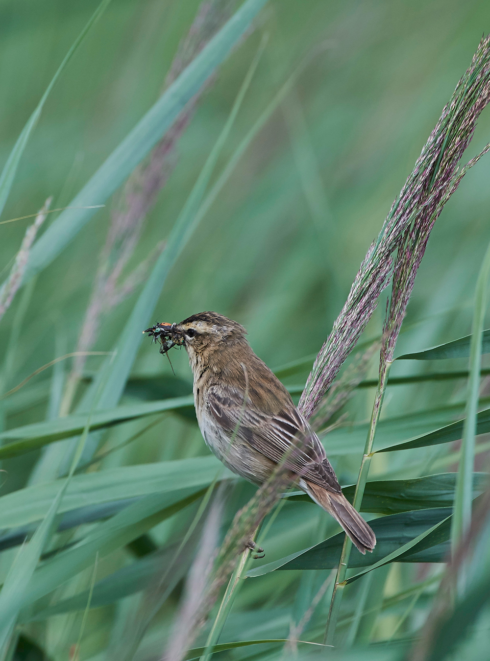 SedgeWarbler270717-5