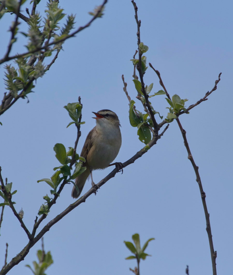 SedgeWarbler3004172