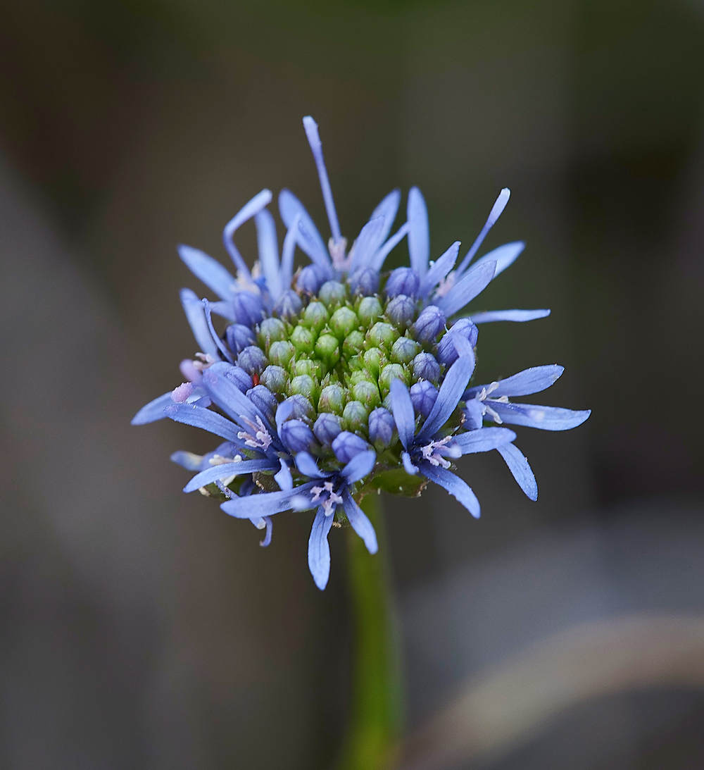 Sheep&#39;sBitScabious150617-1