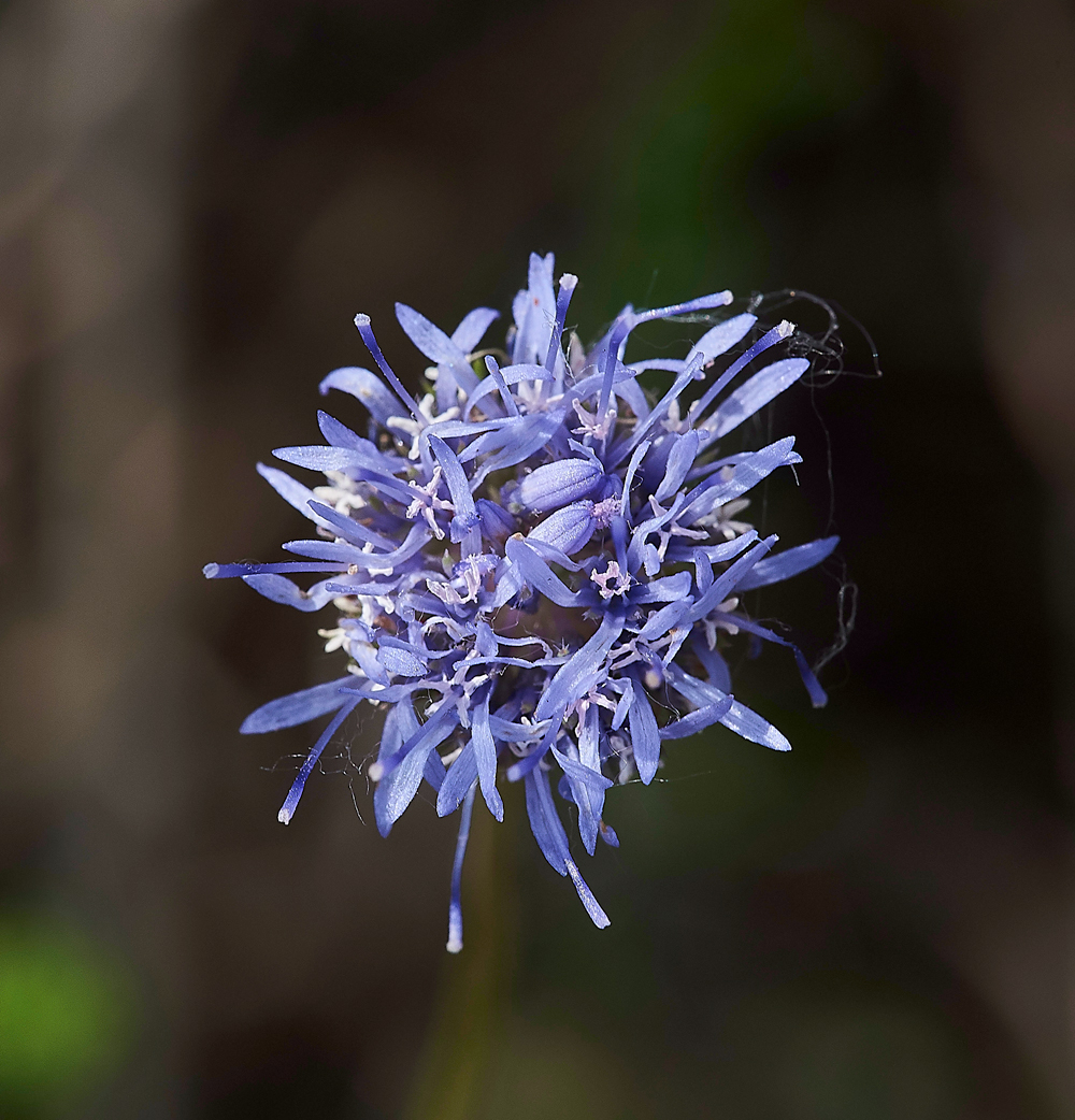 Sheep&#39;sBitScabious150617-3