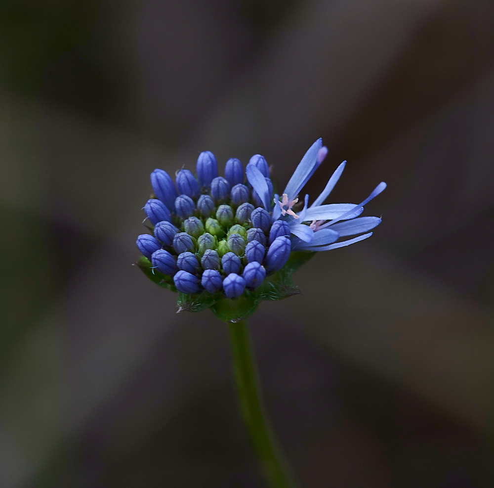 Sheep&#39;sBitScabious150617-4