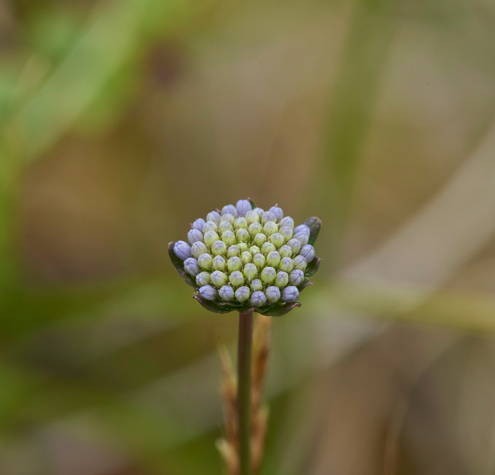 Sheep&#39;sBitScabious190617-1