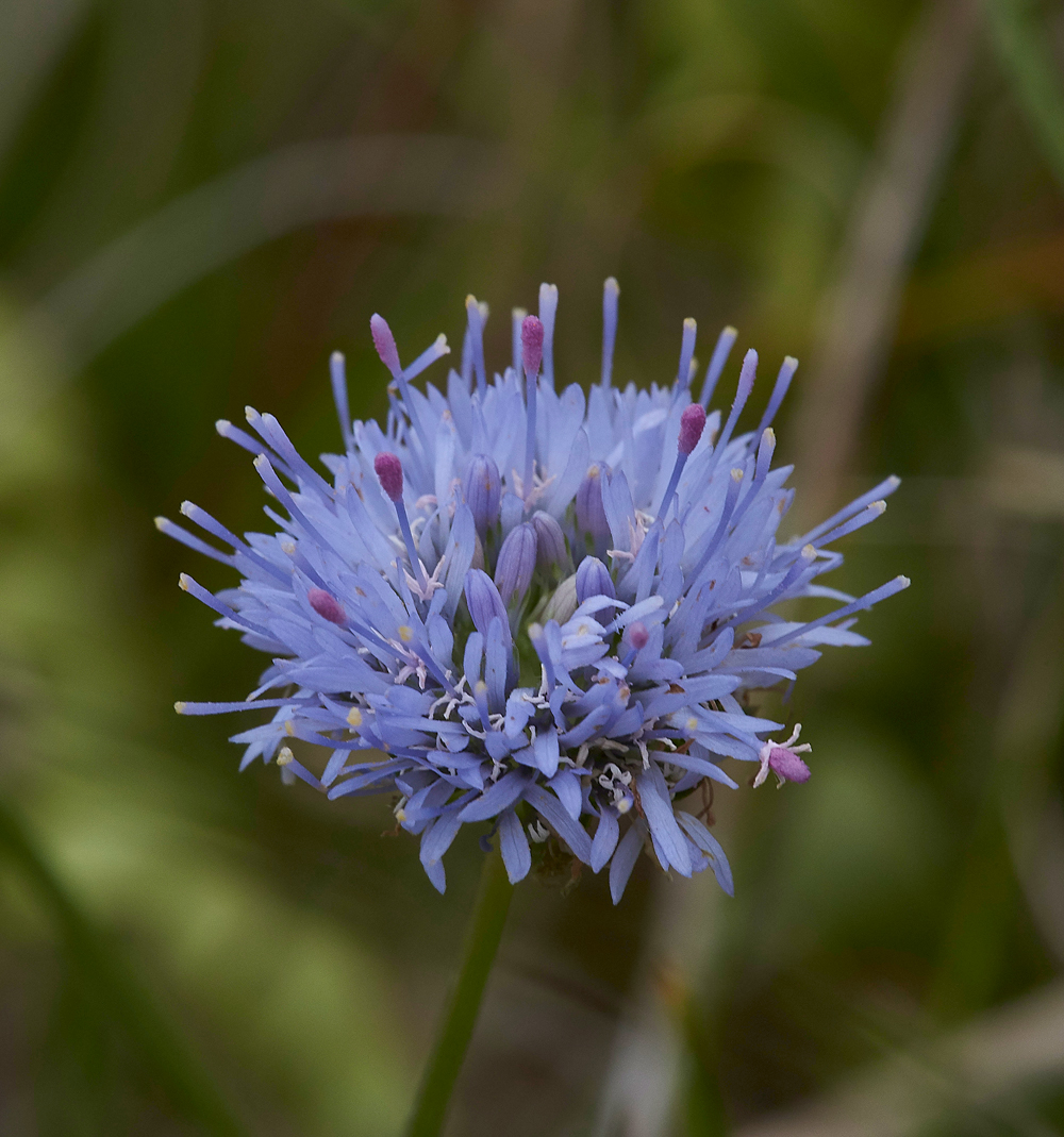 Sheep&#39;sBitScabious190617-2