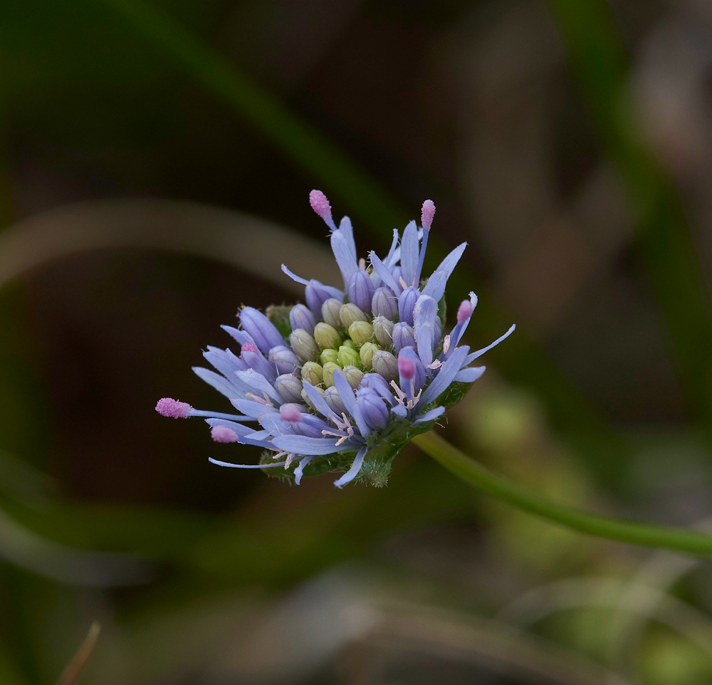 Sheep&#39;sBitScabious190617-3