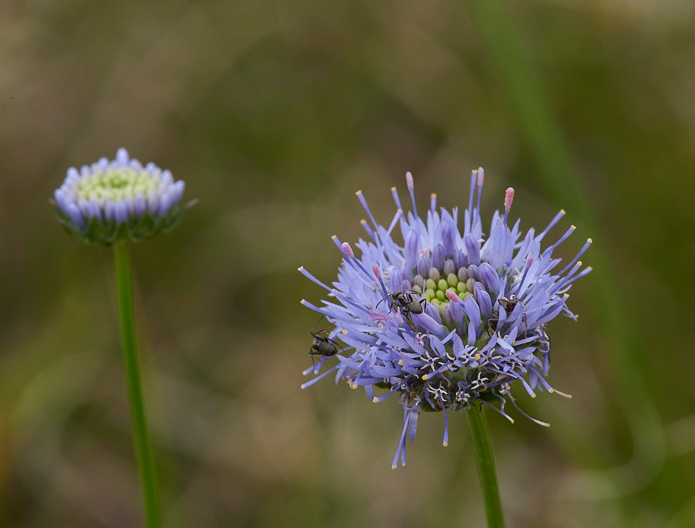 Sheep&#39;sBitScabious190617-5