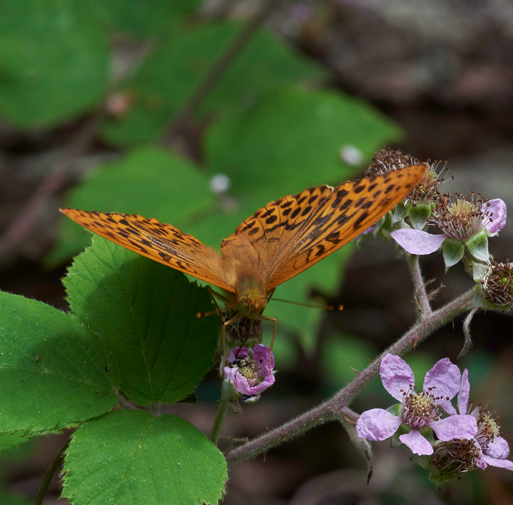 SilverWashedFritillary020717-1