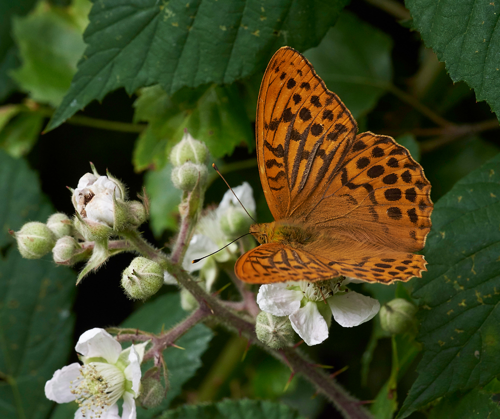 SilverWashedFritillary020717-10