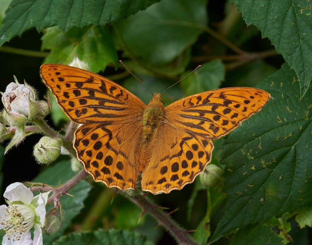 SilverWashedFritillary020717-11