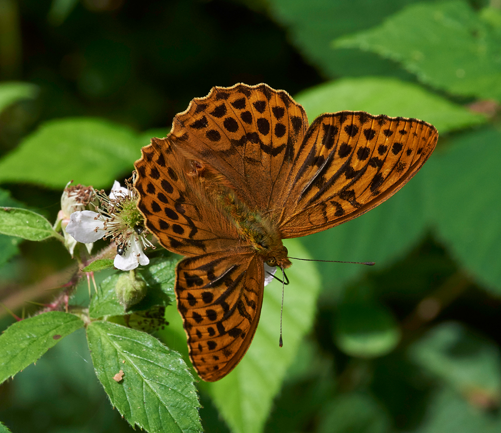 SilverWashedFritillary020717-3