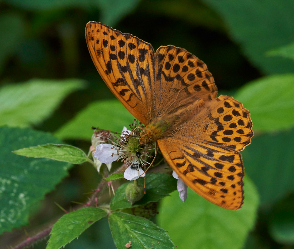 SilverWashedFritillary020717-4