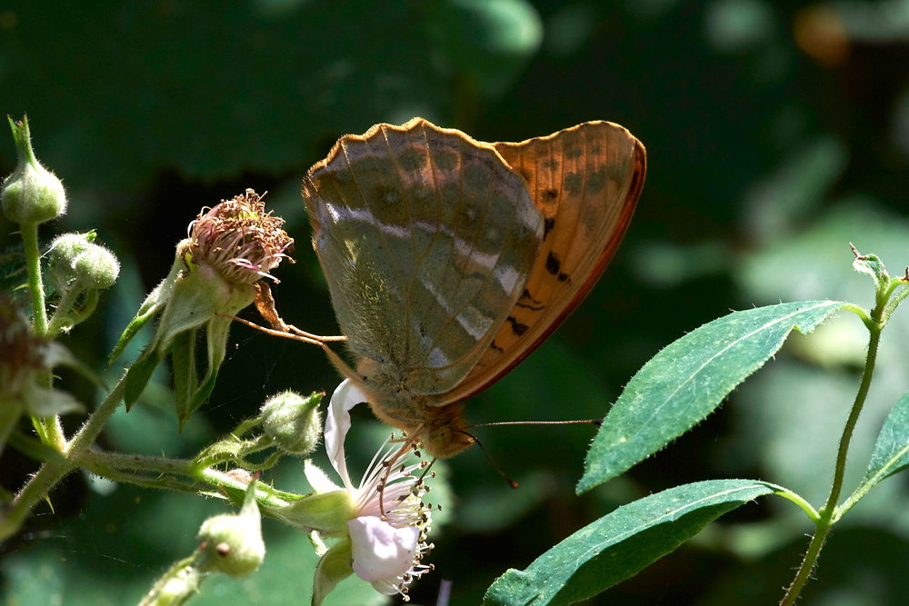 SilverWashedFritillary020717-5